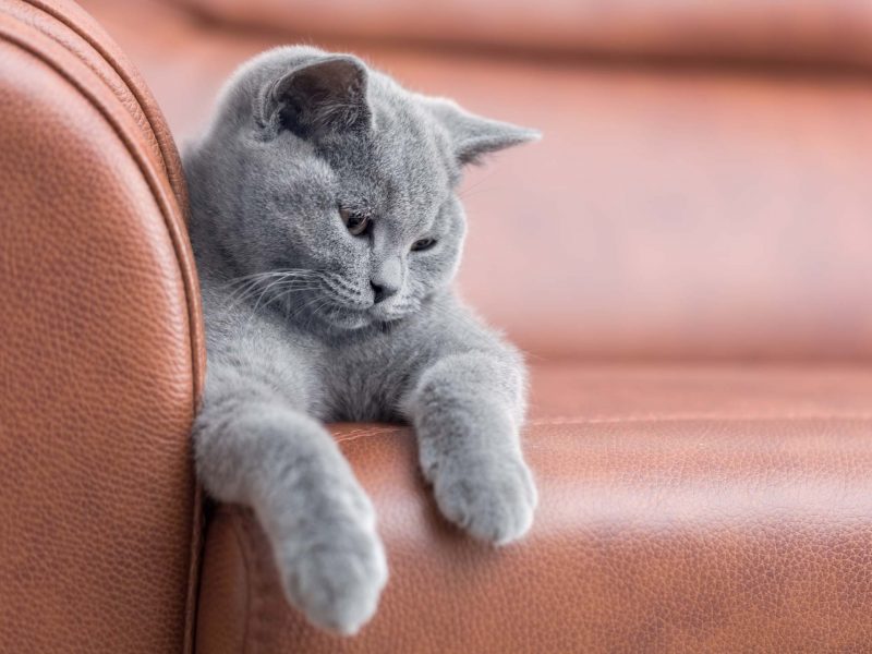 Beliebte Katzenrassen Für Die Wohnungshaltung British
